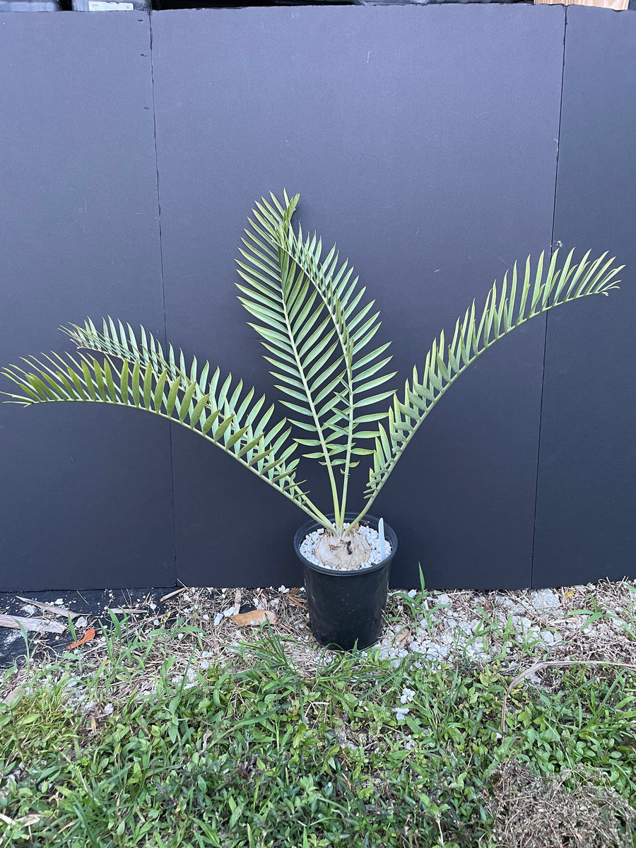 Encephalartos princeps – Lauderdale Aroid House