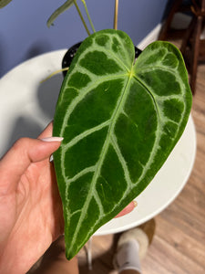 Anthurium SKG Silver x Crystal Mag