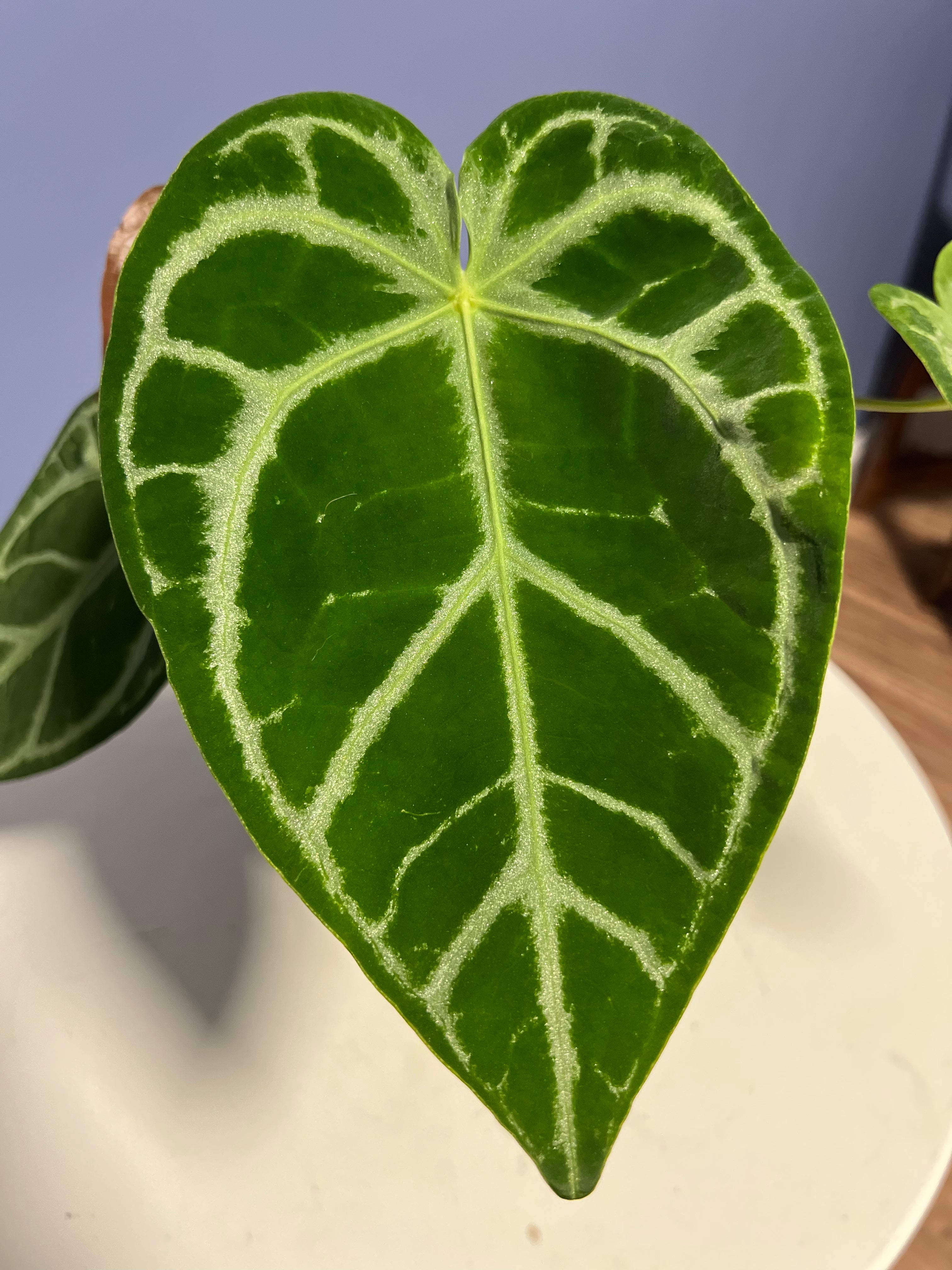 Anthurium SKG Silver x Crystal Mag