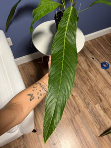 Anthurium Pseudospectabile Showpiece XXL