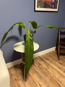 Anthurium Pseudospectabile Showpiece XXL