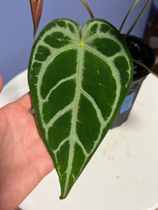 Anthurium SKG Silver x Crystal Mag