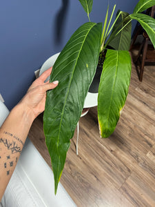 Anthurium Pseudospectabile Showpiece XXL