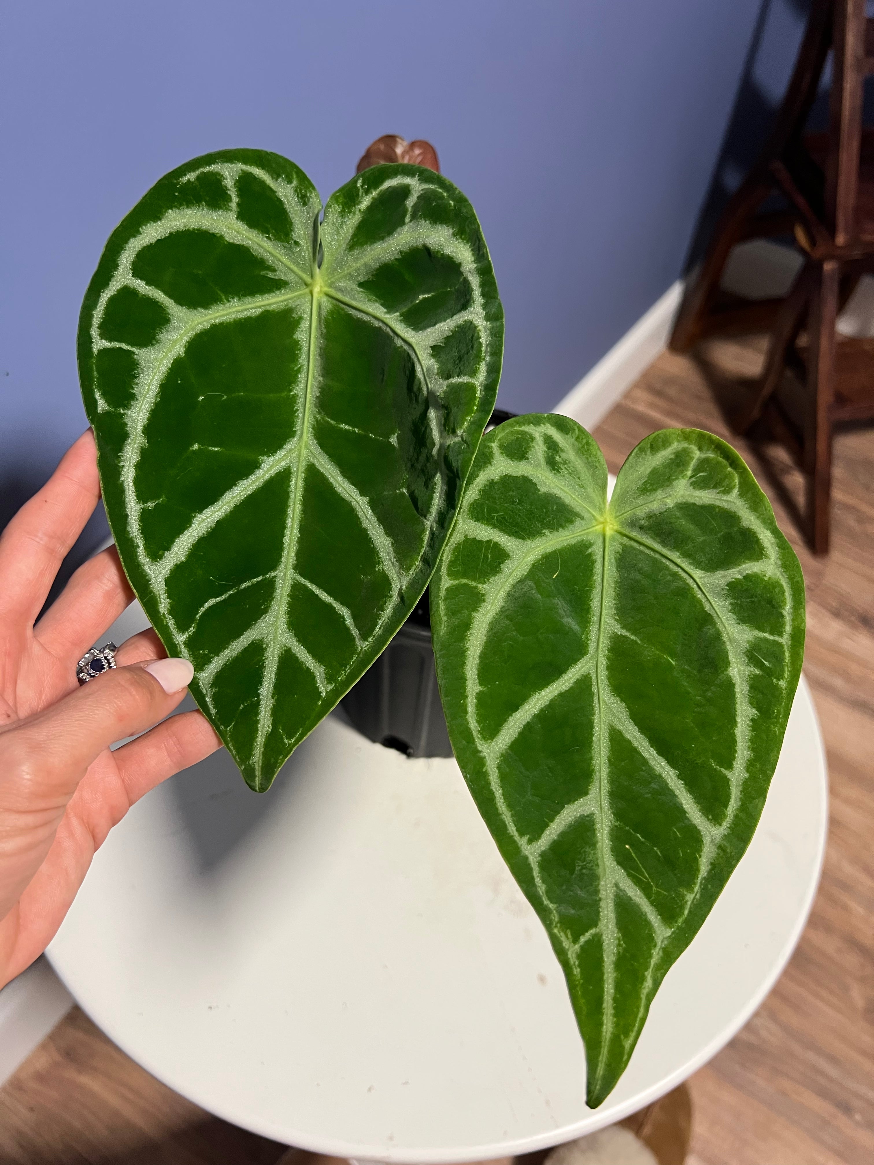 Anthurium SKG Silver x Crystal Mag