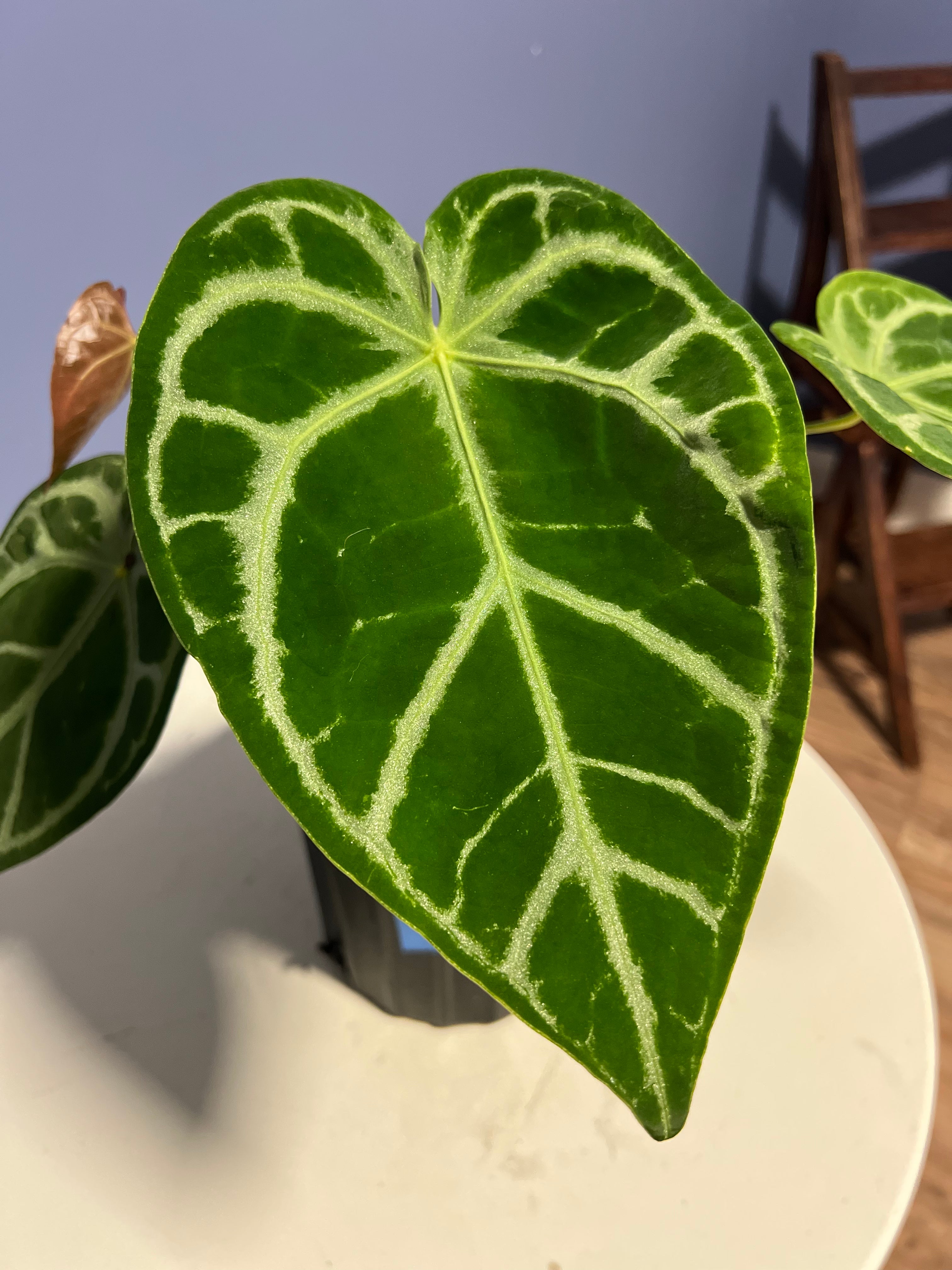 Anthurium SKG Silver x Crystal Mag