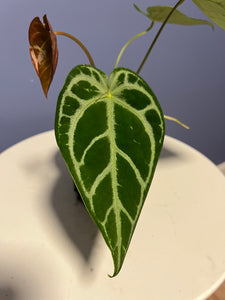 Anthurium SKG Silver x Crystal Mag