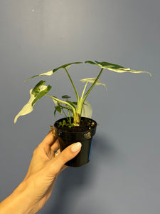 Alocasia Okinawa Silver