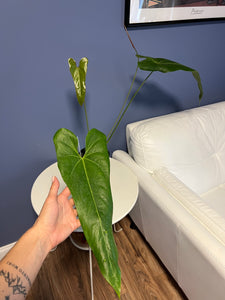 Anthurium Verapazense