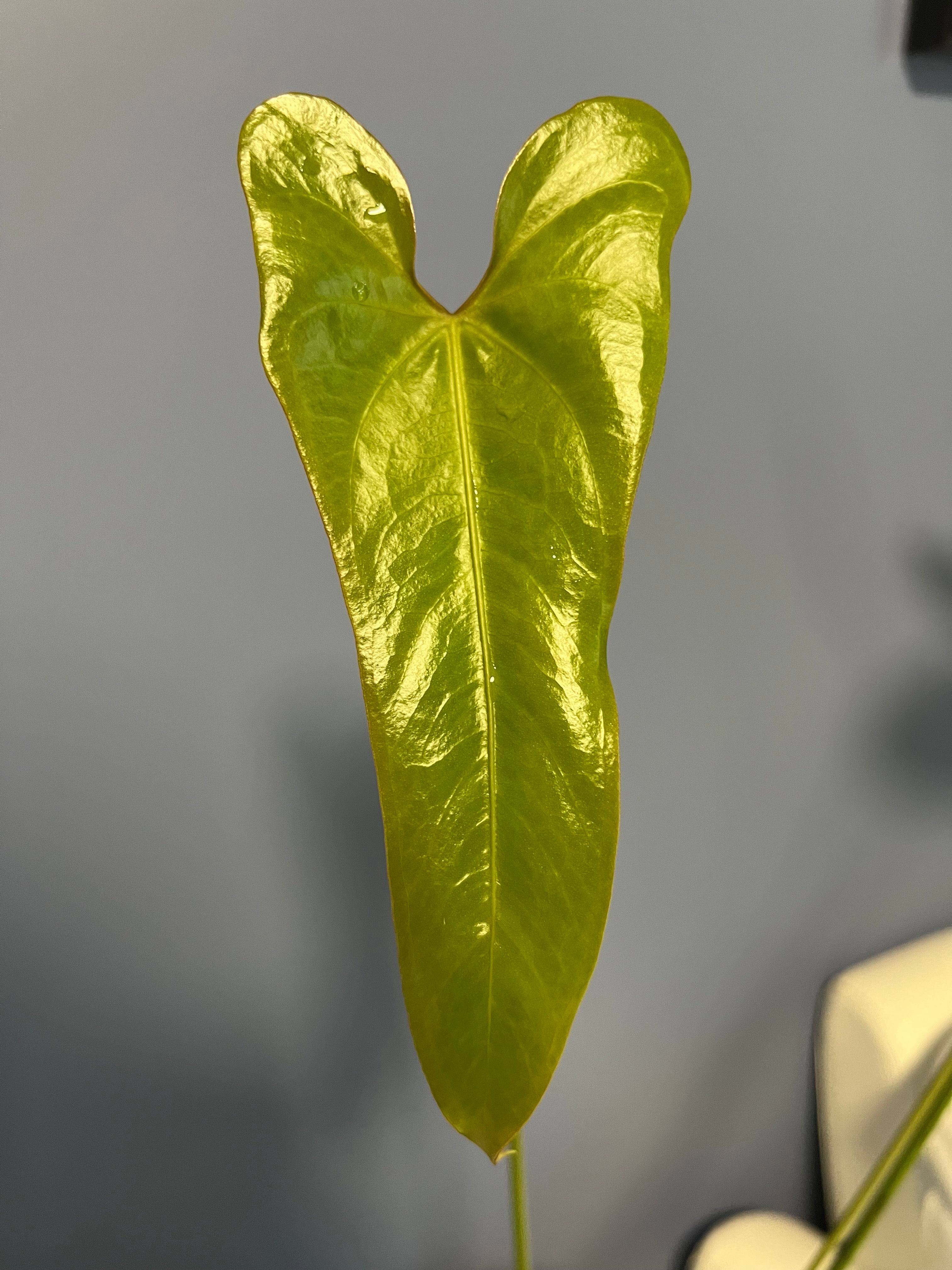 Anthurium Verapazense