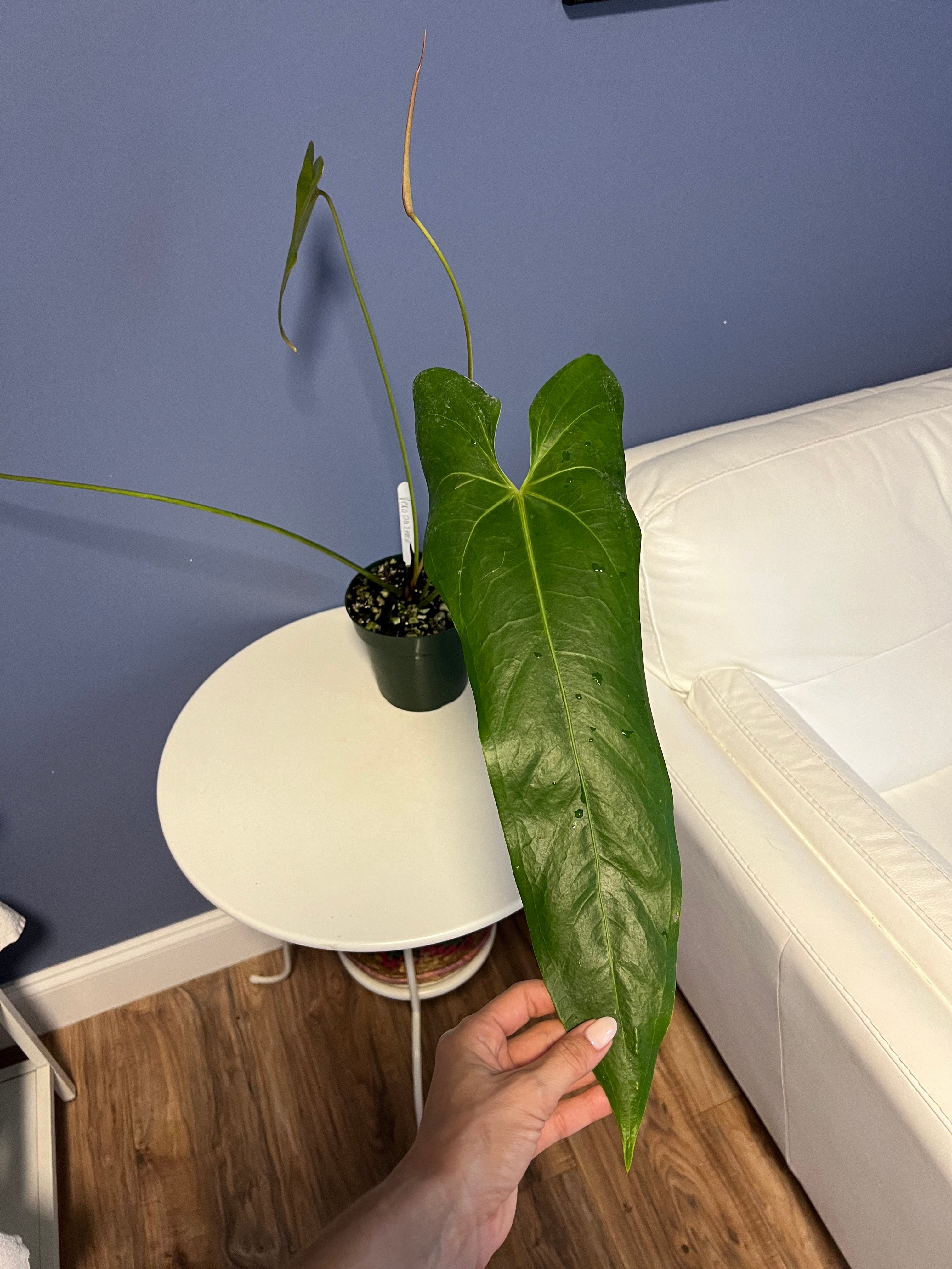 Anthurium Verapazense