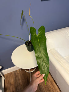 Anthurium Verapazense