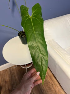 Anthurium Verapazense