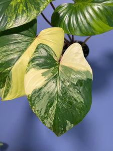 Homalomena Rubescens Variegated Aurea