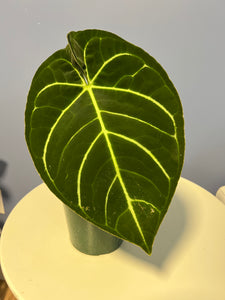 Anthurium Carlablackiae RA x Regale