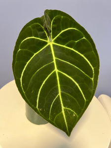 Anthurium Carlablackiae RA x Regale