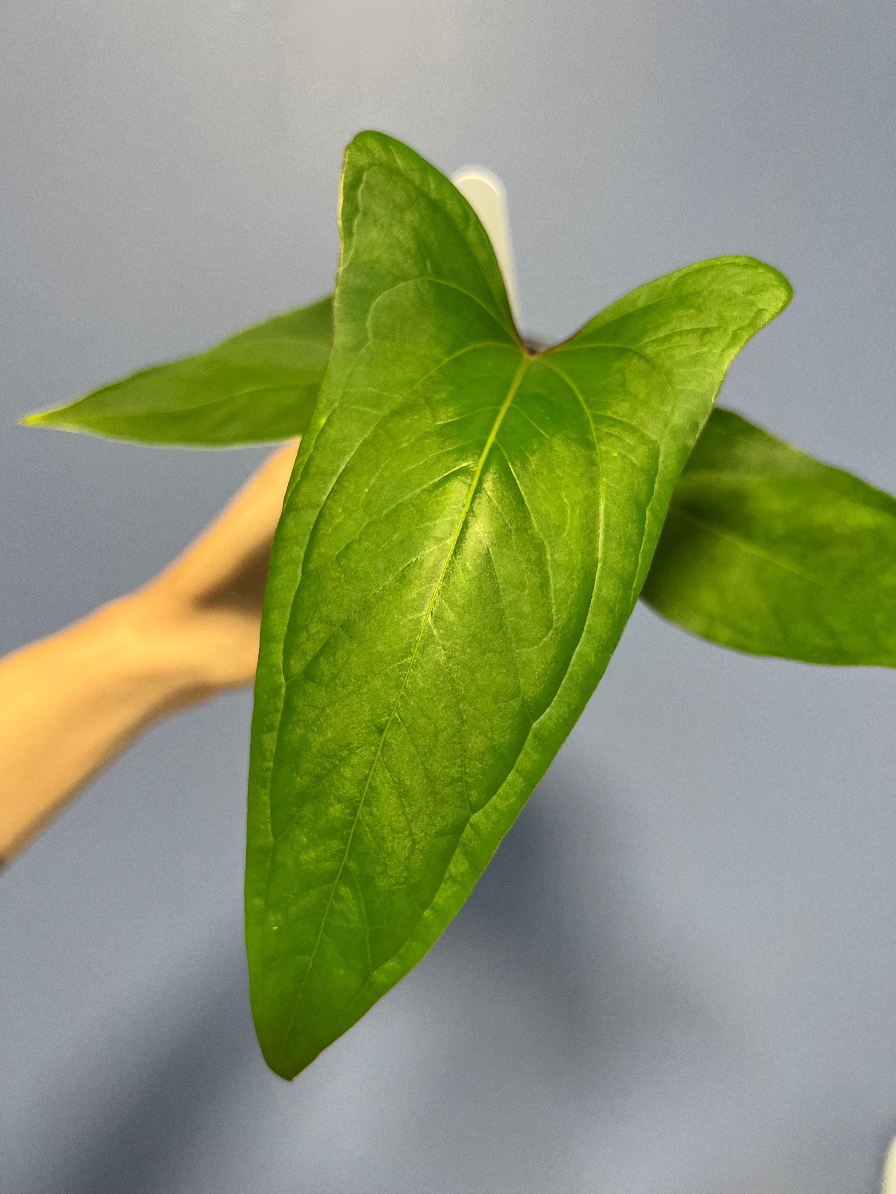 Anthurium Ochranthum 'Fort Sherman'