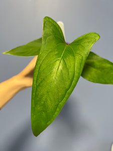 Anthurium Ochranthum 'Fort Sherman'