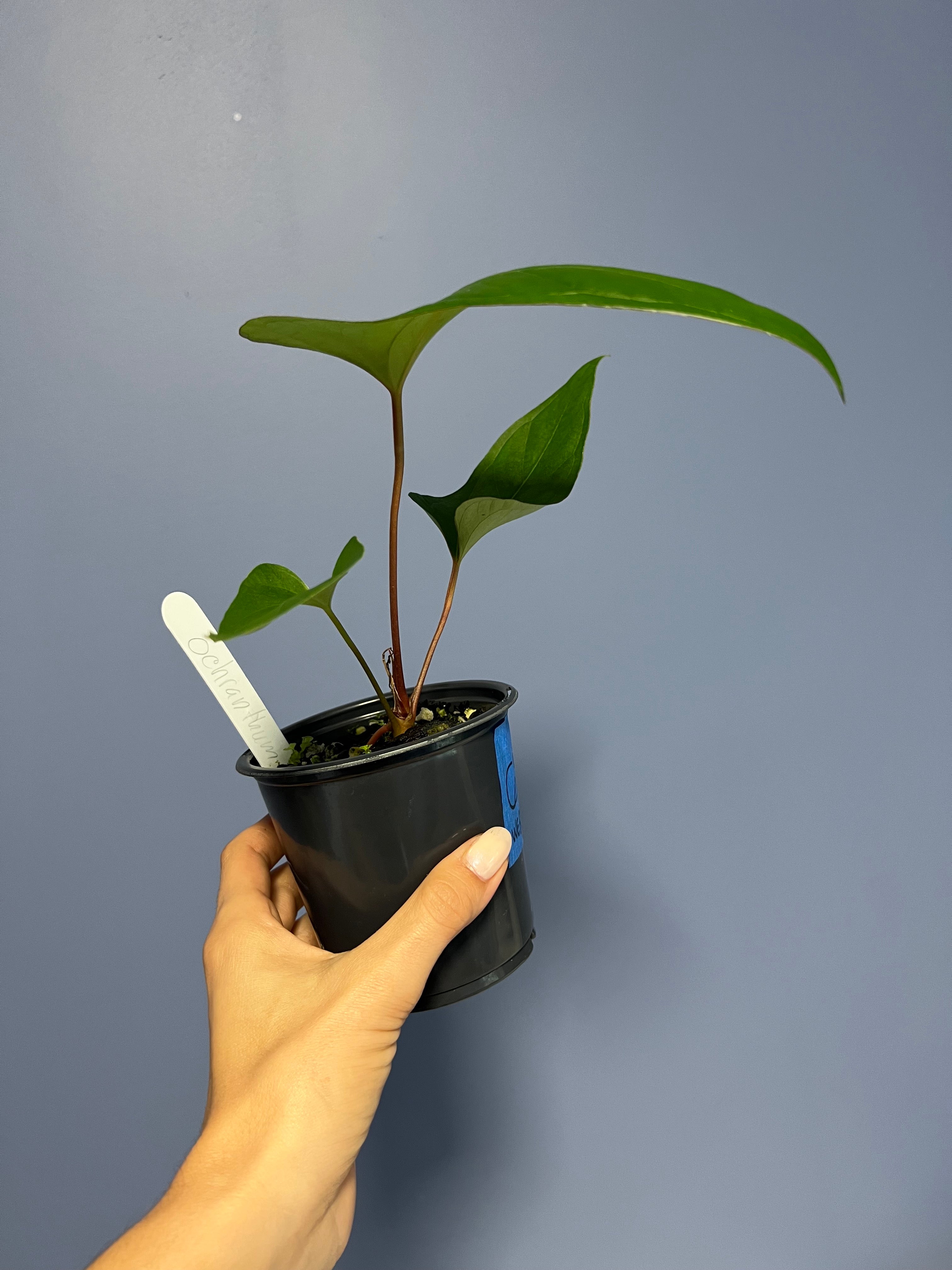 Anthurium Ochranthum 'Fort Sherman'