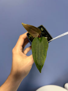 Anthurium Portillae