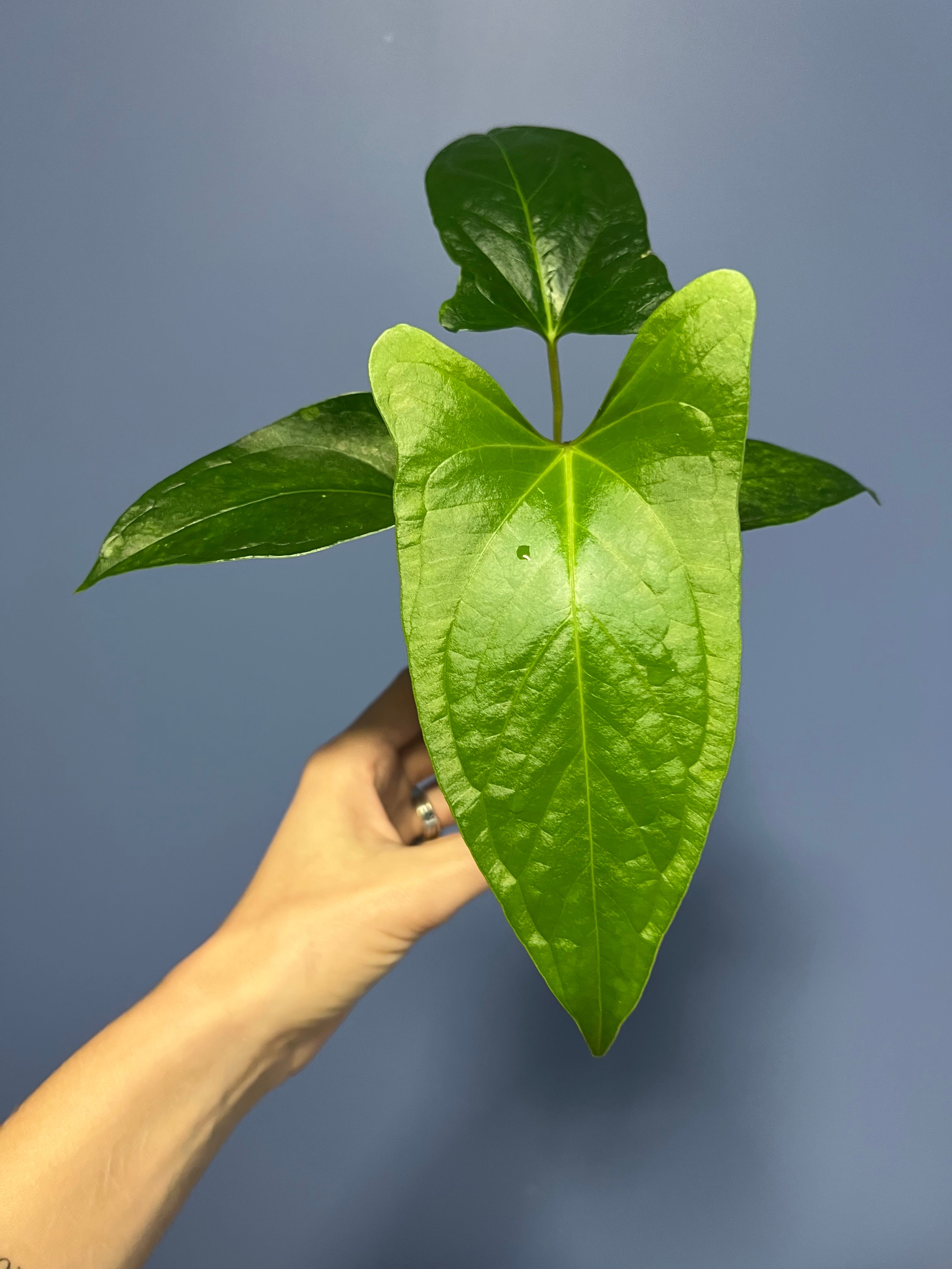 Anthurium Ochranthum 'Fort Sherman'