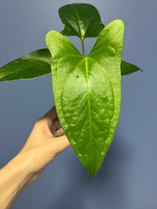 Anthurium Ochranthum 'Fort Sherman'