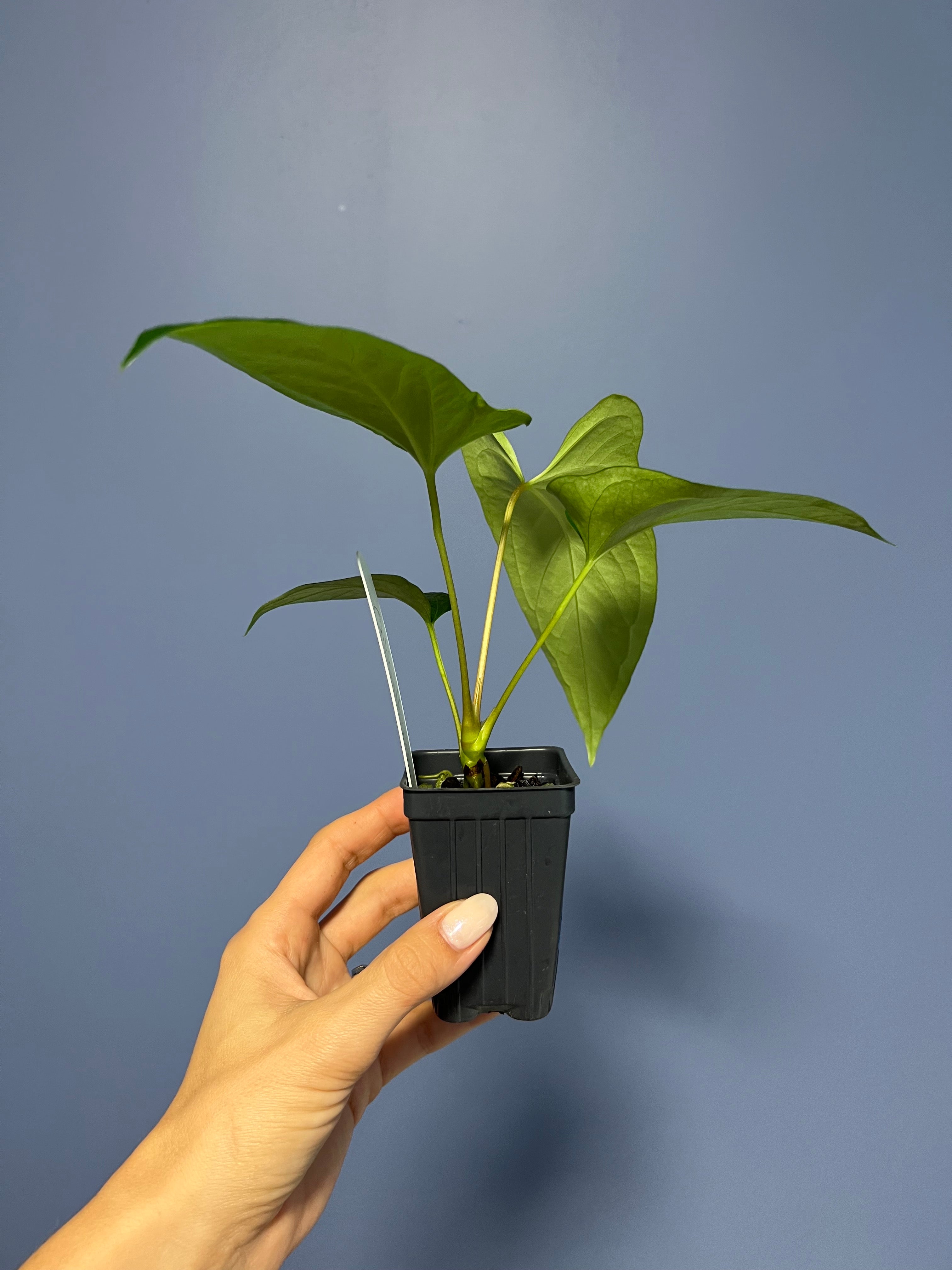 Anthurium Ochranthum 'Fort Sherman'