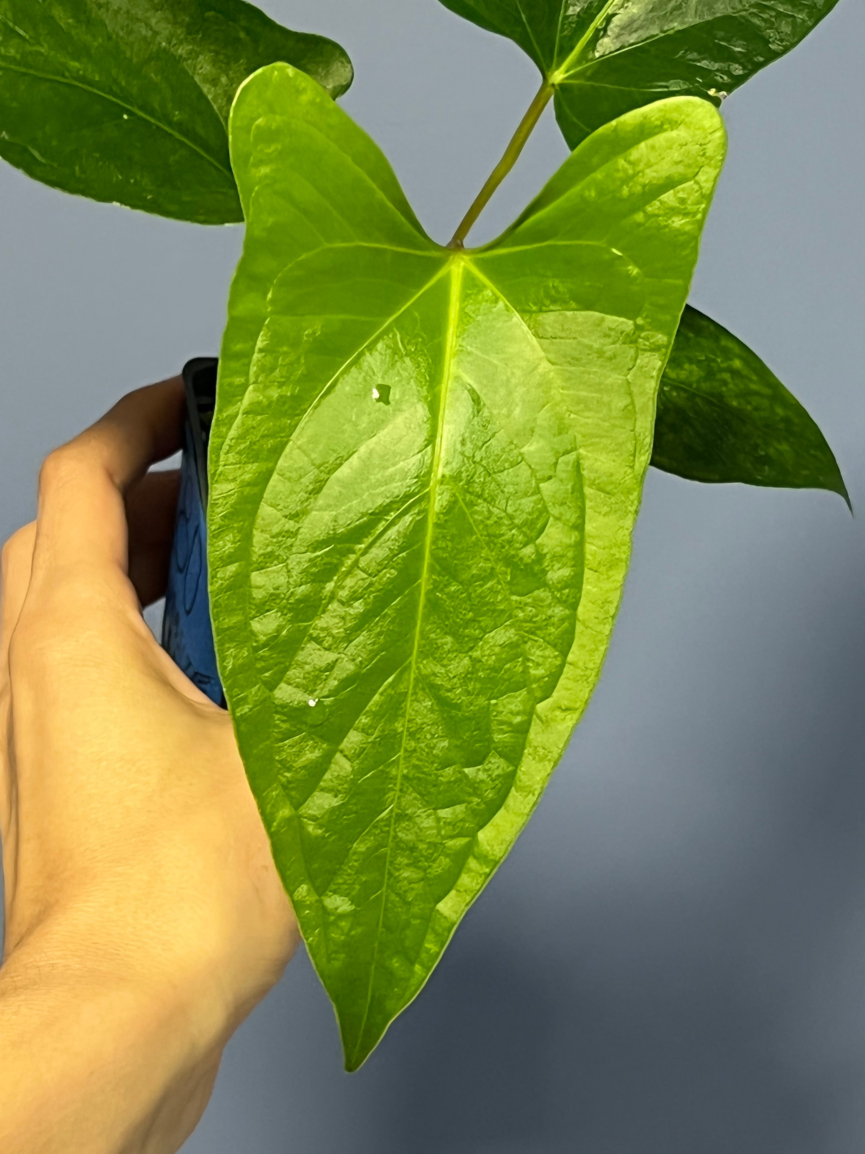 Anthurium Ochranthum 'Fort Sherman'