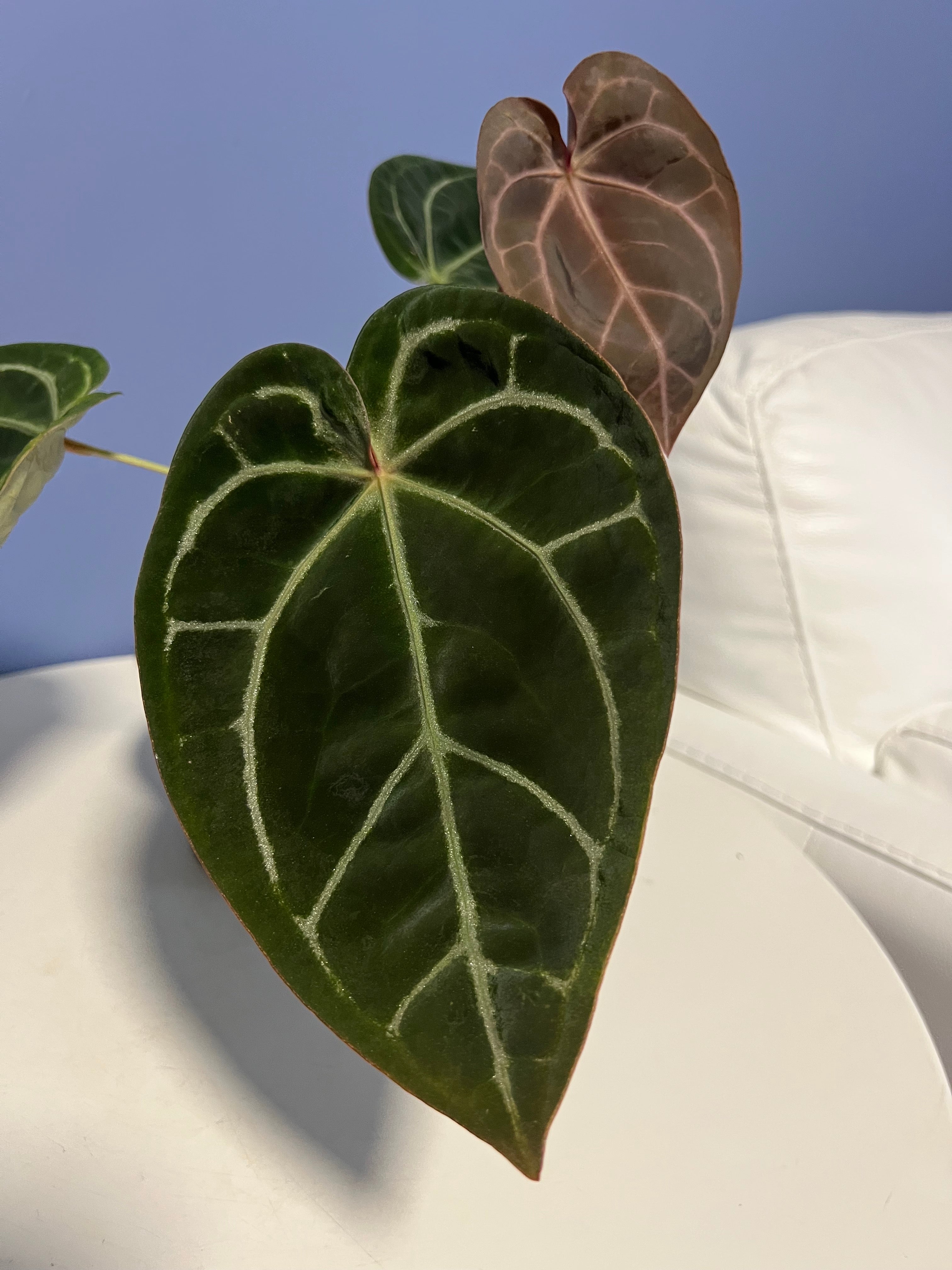 Anthurium Doc Block's SKG Grey x Crystal Mag