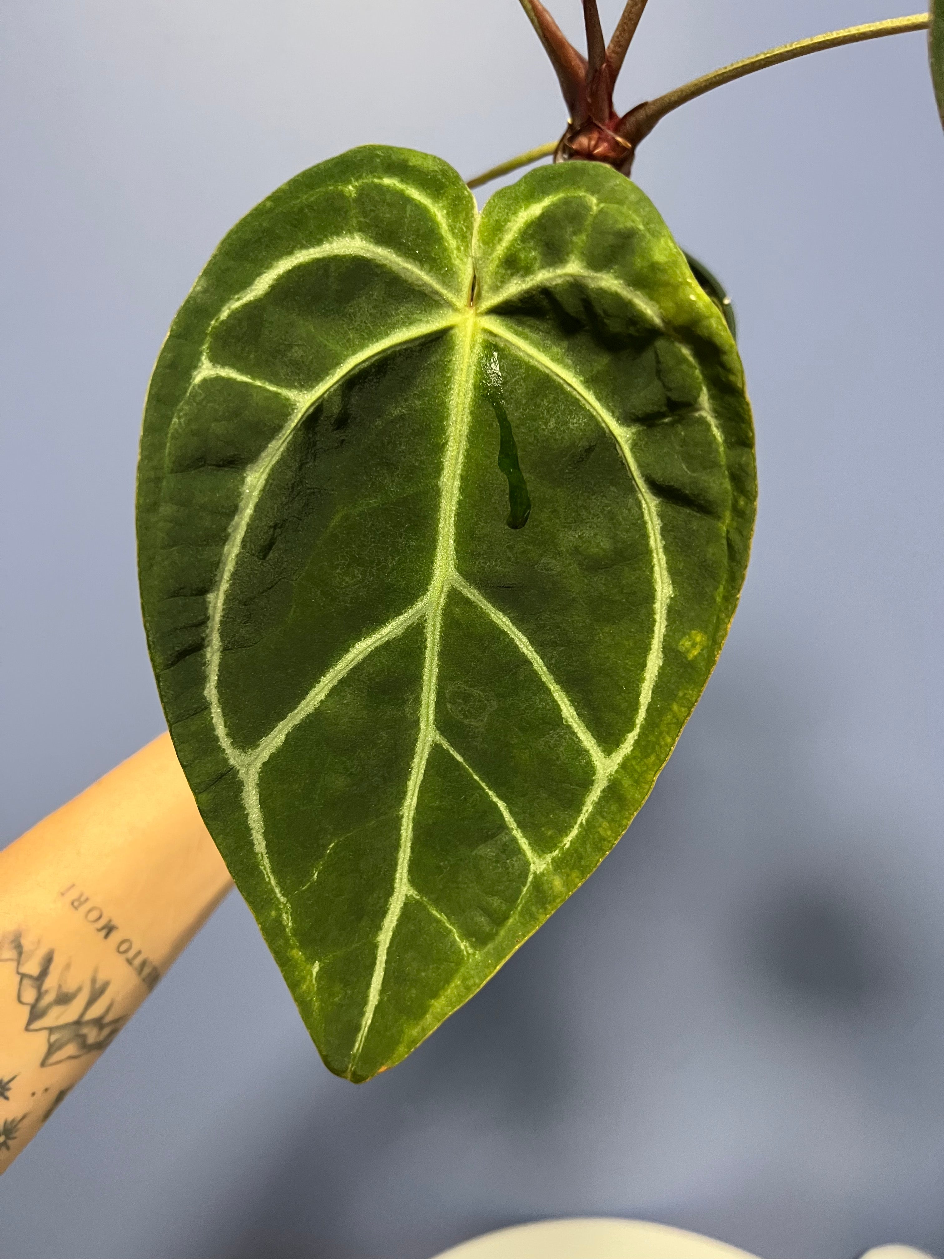 Anthurium Doc Block's SKG Grey x Crystal Mag