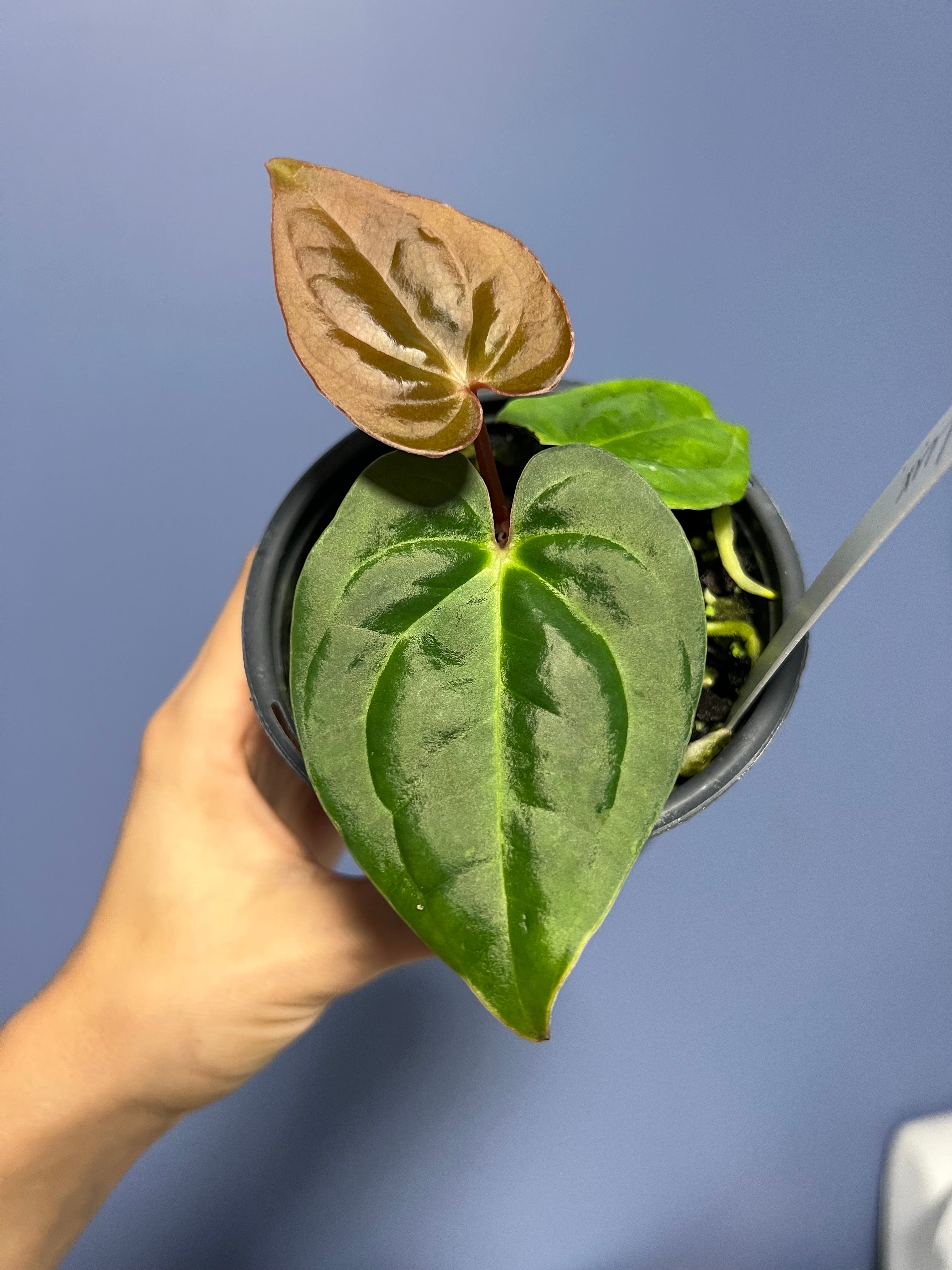 Anthurium Carlablackiae x Luxurians