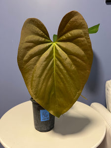 Anthurium Cerrocampanense x Papillilaminum