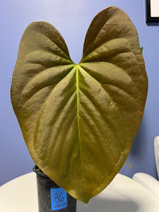 Anthurium Cerrocampanense x Papillilaminum