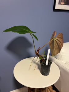 Anthurium Cerrocampanense x Papillilaminum