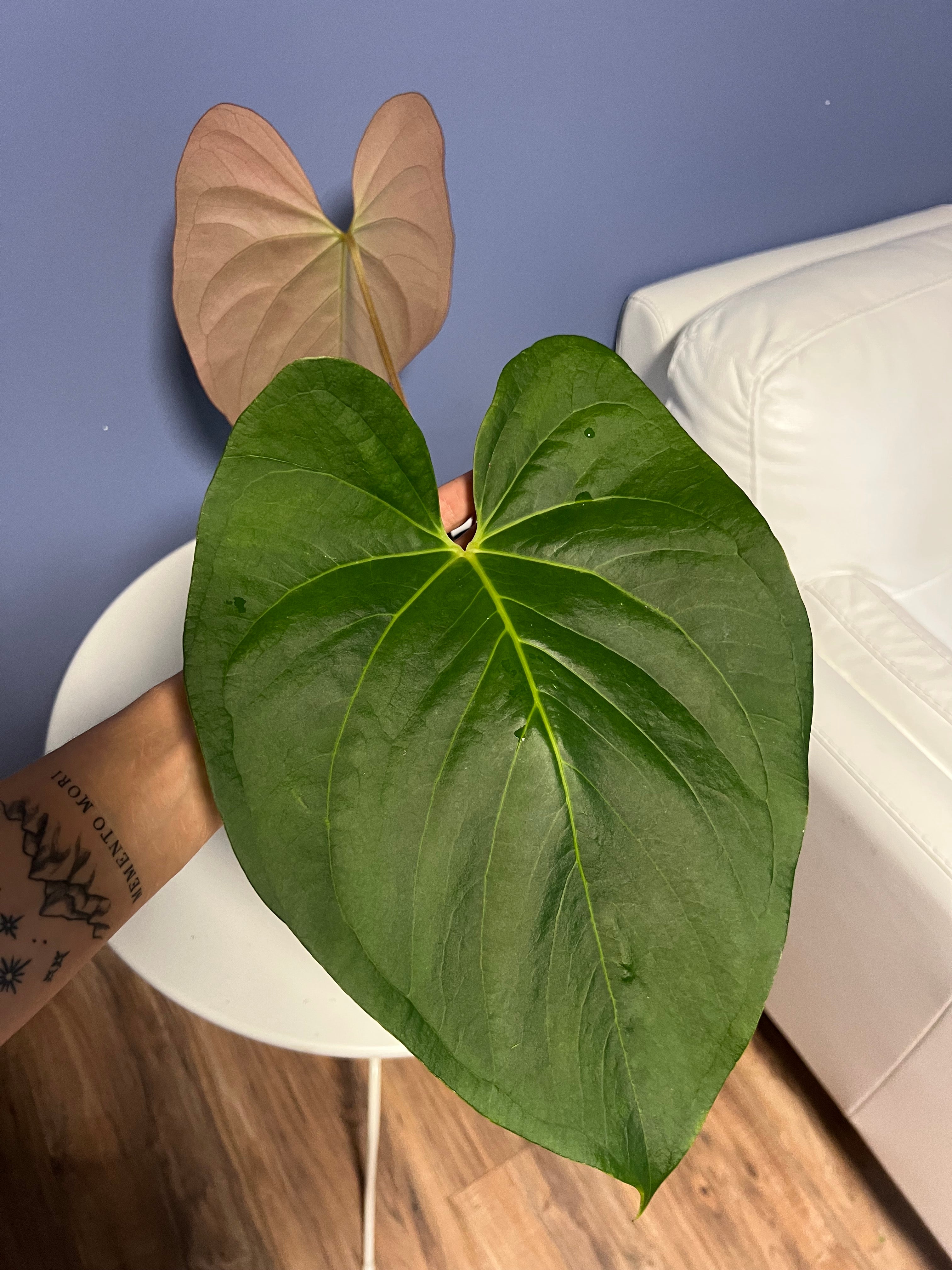 Anthurium Cerrocampanense x Papillilaminum