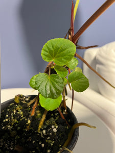 Anthurium Cerrocampanense x Papillilaminum