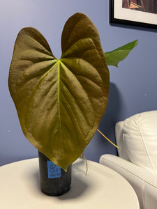 Anthurium Cerrocampanense x Papillilaminum