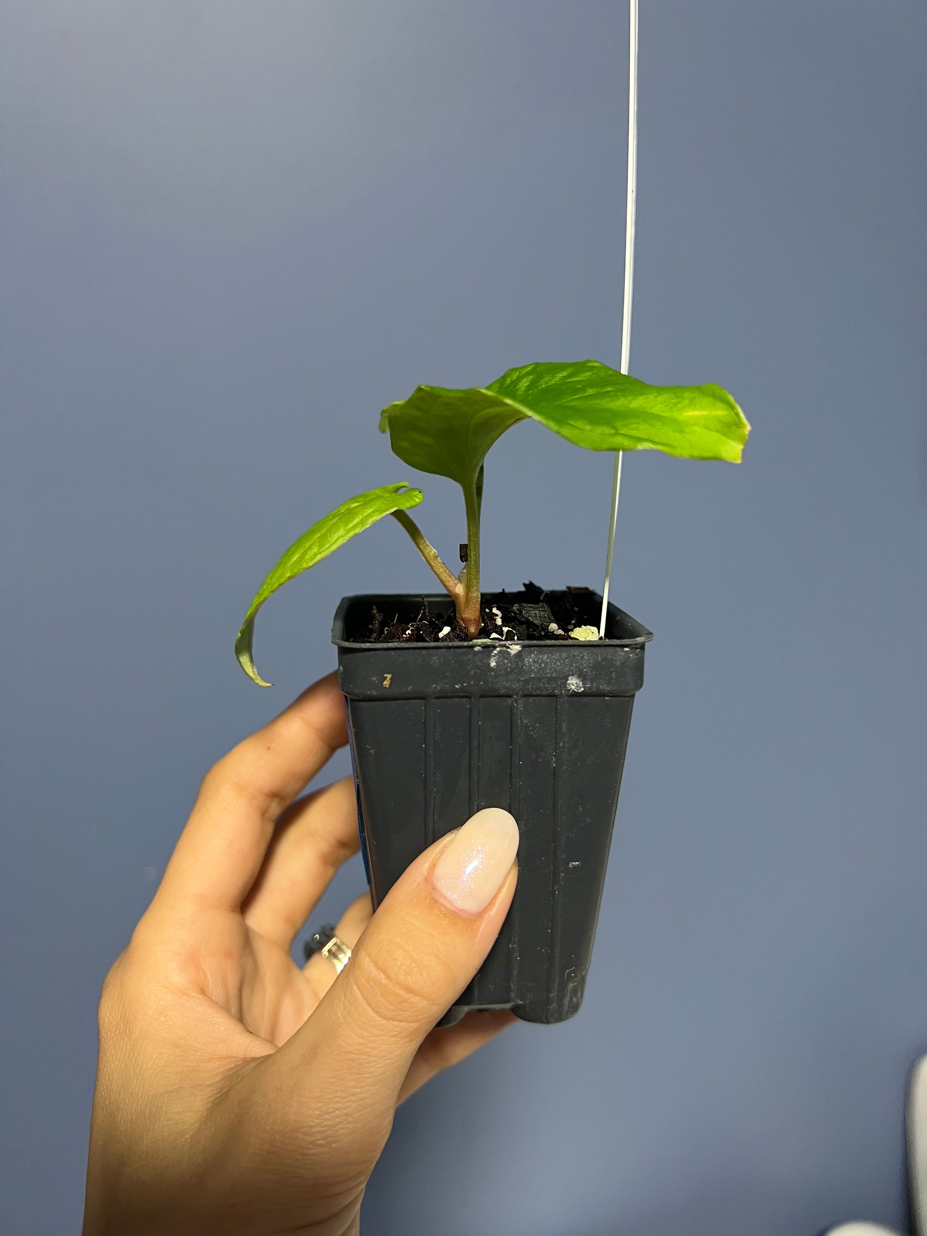 Anthurium Kunayalense RA x Kunayalense RA – Lauderdale Aroid House