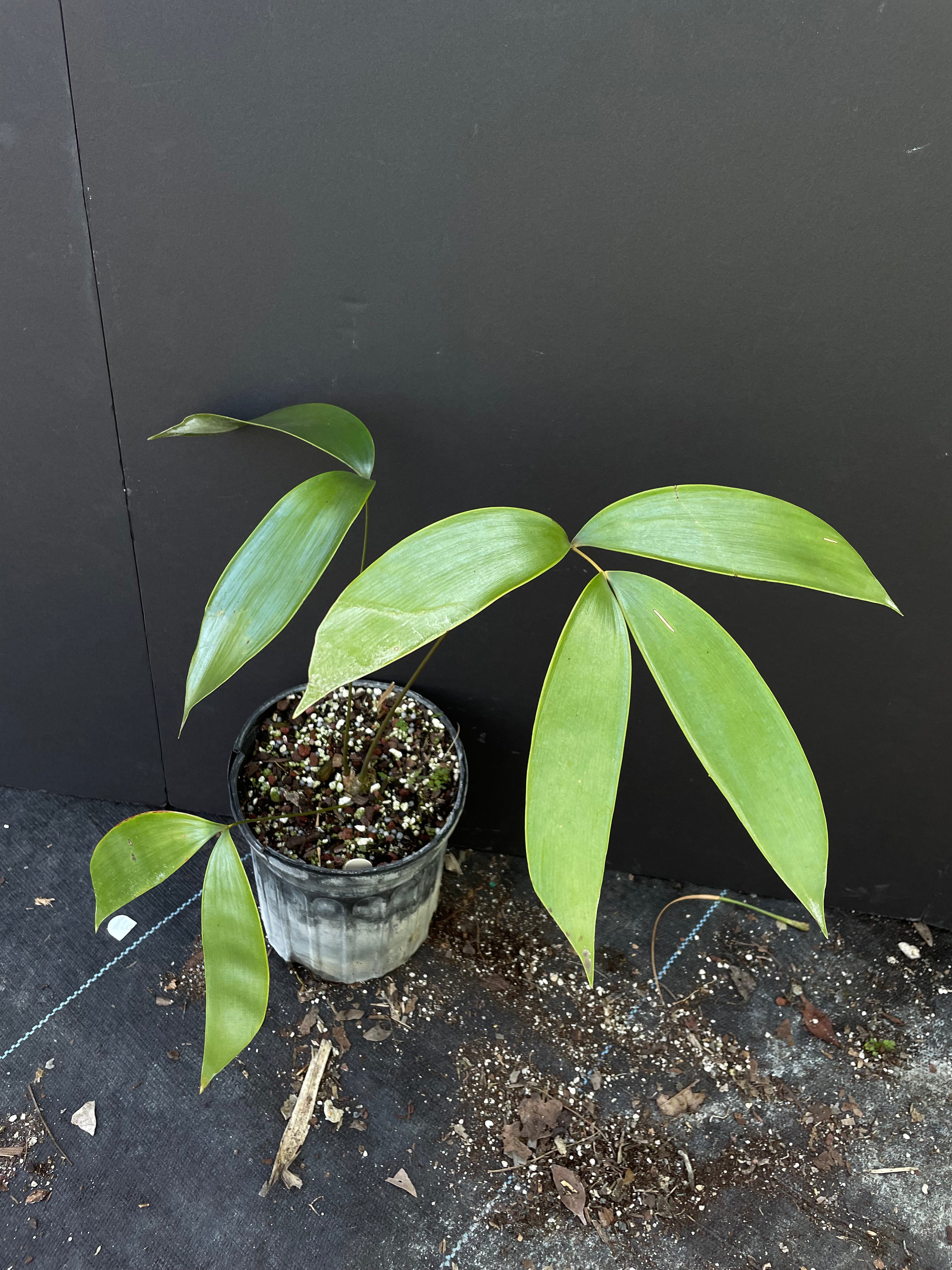 Ceratozamia decumbens