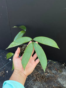 Ceratozamia decumbens