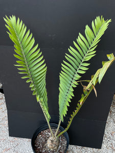 Encephalartos mackenziei