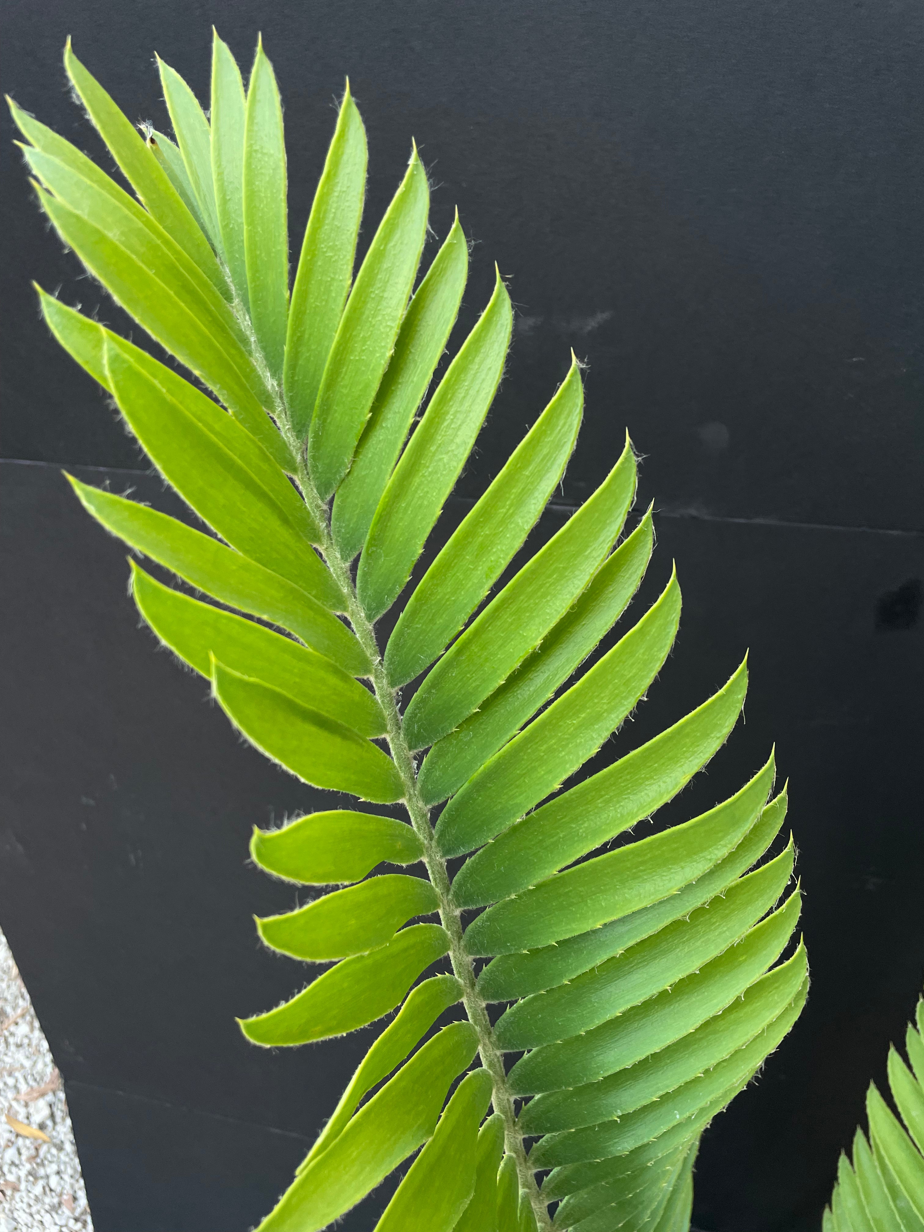 Encephalartos mackenziei