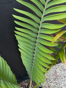 Encephalartos mackenziei